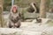 Wild Japanese monkey in Beppu, Japan