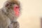 Wild Japanese monkey in Beppu, Japan