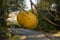 Wild Japanese Persimmon Diospyros kaki a yellow-orange fruit on a twig