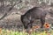 Wild Javalina Pig