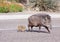 Wild Javelina and Babies