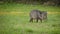 Wild Javelina in Big Bend National Park Texas