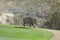 Wild Javelina on Golf Course