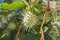 Wild Jimson Plant Bush Maturing Thorny Seed Pod Native Desert Wild Foilage