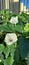 Wild Jimson  Plant  Two White Blooming Flower Blossoms Native Desert Vegatation Plant Foliage poison