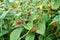 Wild juicy raspberries on a lush green bush