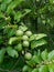 Wild jujube (ber) Indian fruit tree
