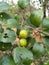 Wild jujube fruits tree Thorn tree