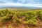 Wild juniper growing high in the Ural mountains