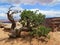 Wild Juniper tree Canyonlands