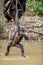 Wild juvenile Bonobo hanging from lianas and drink from pond