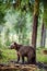 Wild Juvenile Brown bear in the forest.