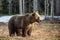 Wild Juvenile Brown Bear Ursus arctos