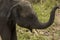 A wild juvenile tusker asiatic elephant at grassland selective focus