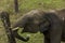 A wild juvenile tusker asiatic elephant at grassland trying to break the electric fencing selective focus