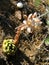 Wild juvenile under natural conditions with a peduncle during flowering in the highlands. Perennial fleshy grass from the genus