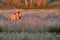 Wild Kalahari lion, Panthera leo. Black mane desert lion illuminated by orange light of setting sun in typical savana