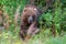 Wild Kamchatka brown bear in natural habitat, looking out of summer forest. Kamchatka Peninsula