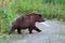 Wild Kamchatka brown bear Ursus arctos piscator come out forest, walking country road. Kamchatka Peninsula