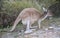 Wild Kangaroo