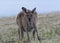 Wild Kangaroo at Deep Creek Conservation Park