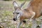 Wild kangaroo in an open grassy field