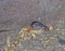 Wild Kangaroo Rat