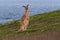Wild kangaroo standing up on a hill with grass and little flowers next to the ocean. Blurry background, diagonal composition. Seen