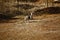 Wild Kangaroo/Wallaby resting in the hot dry sun