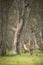 Wild kangaroos in the Bush