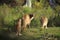 Wild kangaroos in bushland