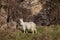 Wild Kashmir Goat
