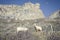 Wild Kashmiri goats on rocky cliffs