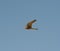 Wild kestrel in flight