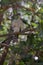 wild kestrel hawn behind leaves on laurel tree for biodiversity