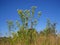 WILD KHAKI BUSH AGAINST THE SKY WITH YELLOW FLOWERS