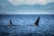 Wild Killer Whale Watching at Vancouver Island, British Columbia, Canada