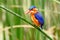 Wild Kingfisher in Africa
