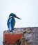 Wild Kingfisher sat on edge of lock bricks