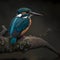 Wild Kingfishers At Rainforest. Generative AI