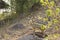 Wild klipspringer (Oreotragus oreotragus), Kruger National park, South Africa