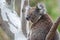 Wild Koala In Gum Tree