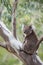 Wild Koala In Gum Tree near Adelaide, South Australia