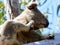 A wild koala in a gum tree in South East Queensland, Australi