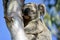 A wild koala in a gum tree in South East Queensland, Australia