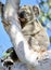 A wild koala in a gum tree in South East Queensland, Australia