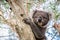 Wild koala sitting on a tree