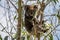 Wild koala on the tree