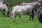 Wild konik horse foal