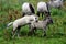 Wild konik horse foals